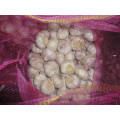 High Quality Bulk Garlic Hot Sales